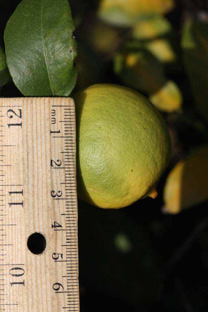            Fruit (Egyptian, Riverside, CA)   